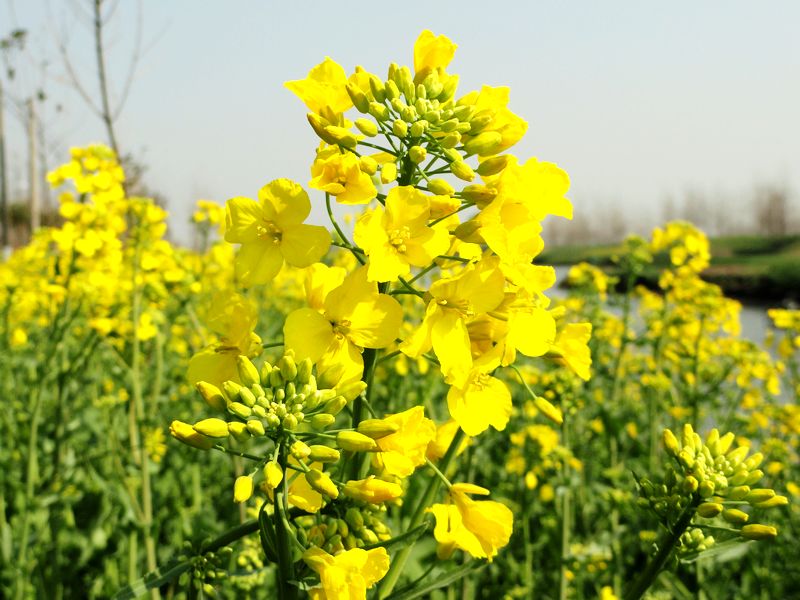 DSC08825.jpg