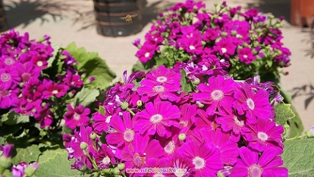 这是什么花？