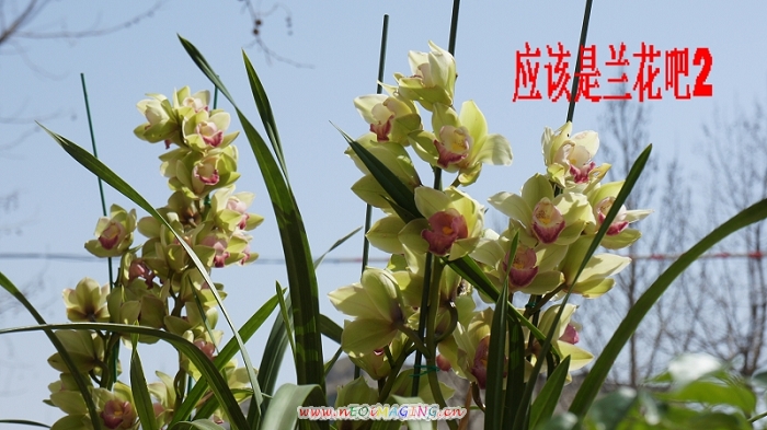 兰花