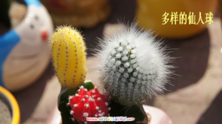 仙人球
