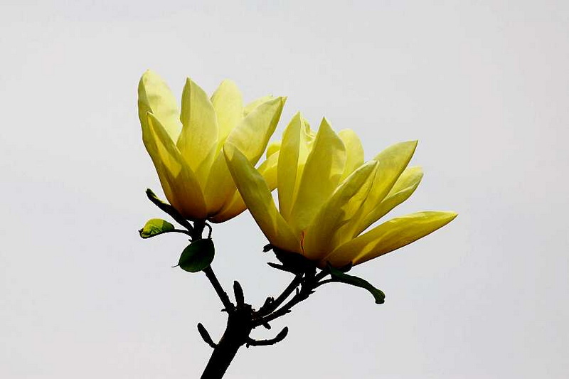 IMG_2184_conew1.jpg