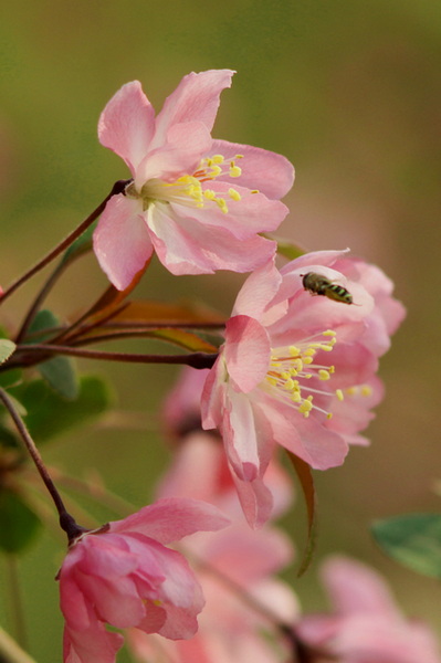 IMG_0252-1缩.jpg