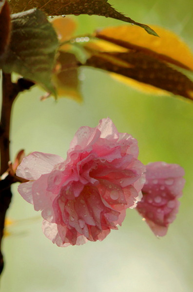 182958be081yhq310jbjfo_副本.jpg