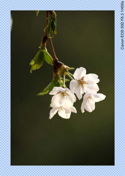 IMG_2286_conew2.jpg