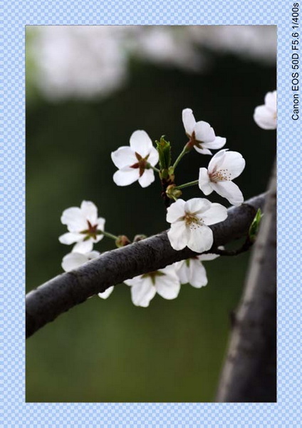 IMG_2295_conew1.jpg