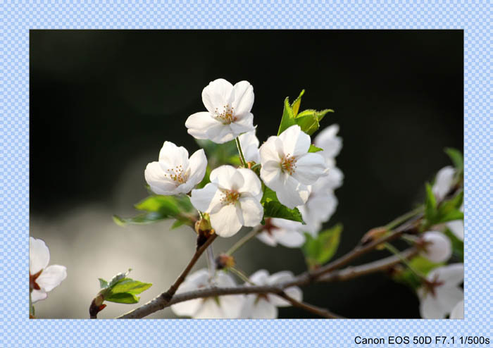 IMG_2296_conew1.jpg