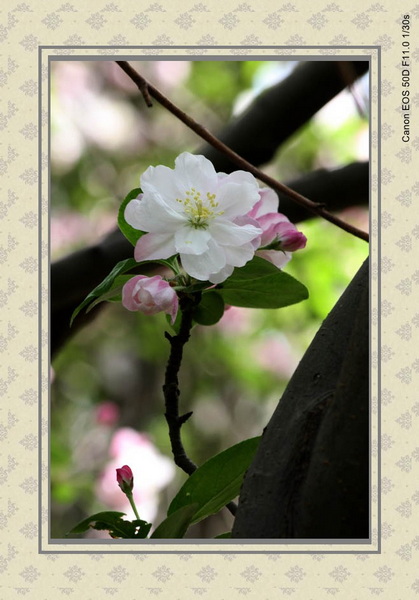IMG_2421_conew1.jpg