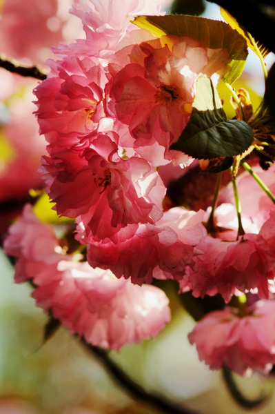 IMG_0077-1缩.jpg