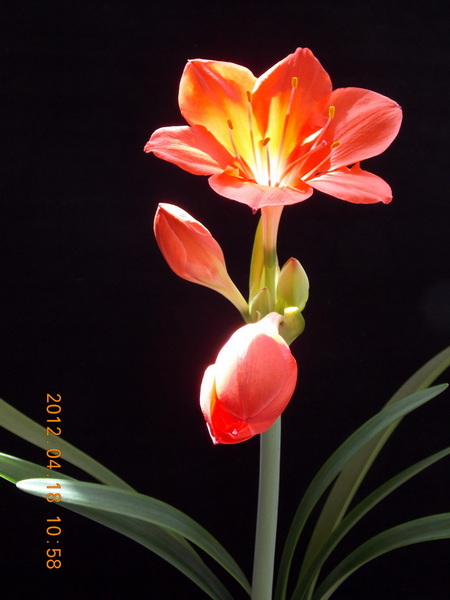 紫根兰DSCN0010.jpg