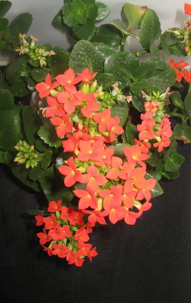 长寿花