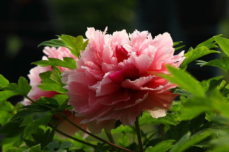 IMG_0102缩.jpg