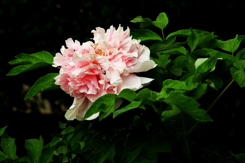 IMG_0145缩.jpg