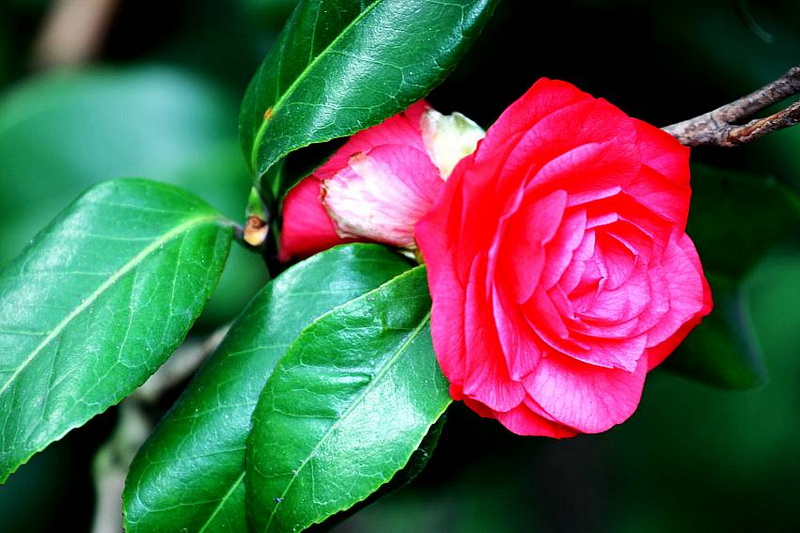 IMG_3716_conew1.jpg