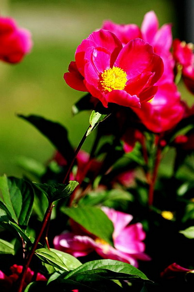 IMG_4058_conew1.jpg