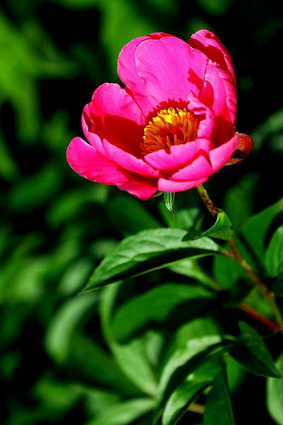 IMG_4046_conew1.jpg