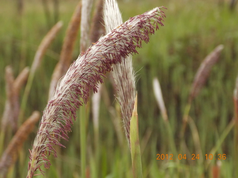 DSCN0036.jpg