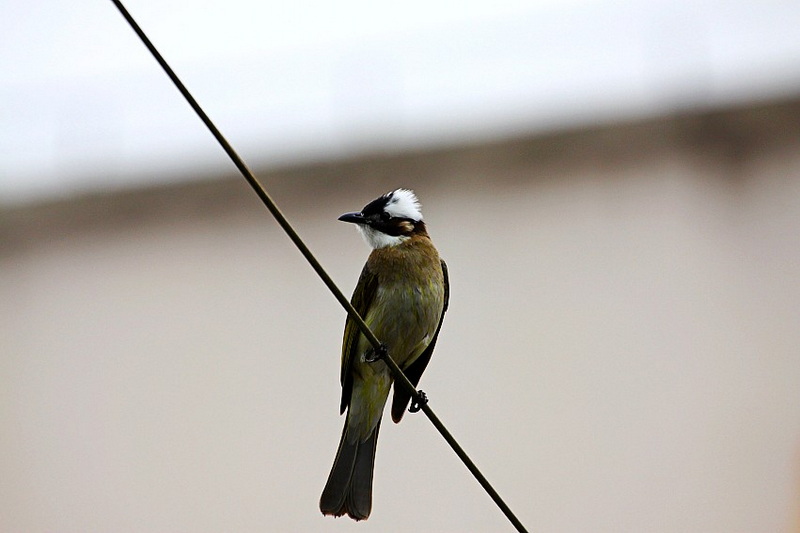 IMG_2878_conew1.jpg