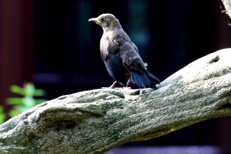 IMG_4164_conew1.jpg
