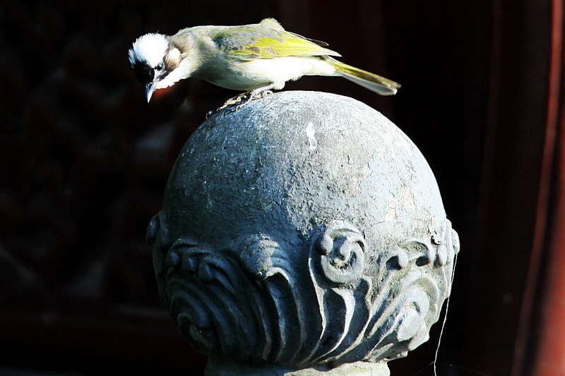IMG_4256_conew1.jpg