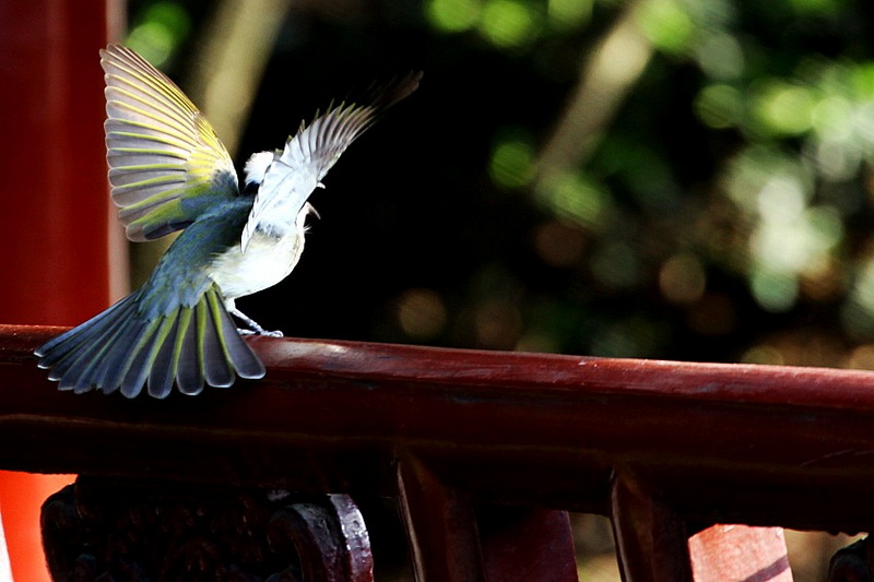 IMG_4263_conew1.jpg