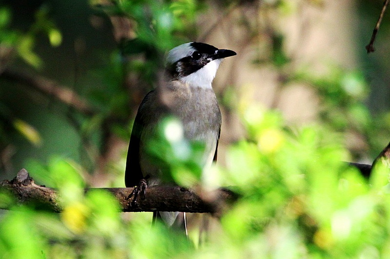 IMG_4274_conew1.jpg