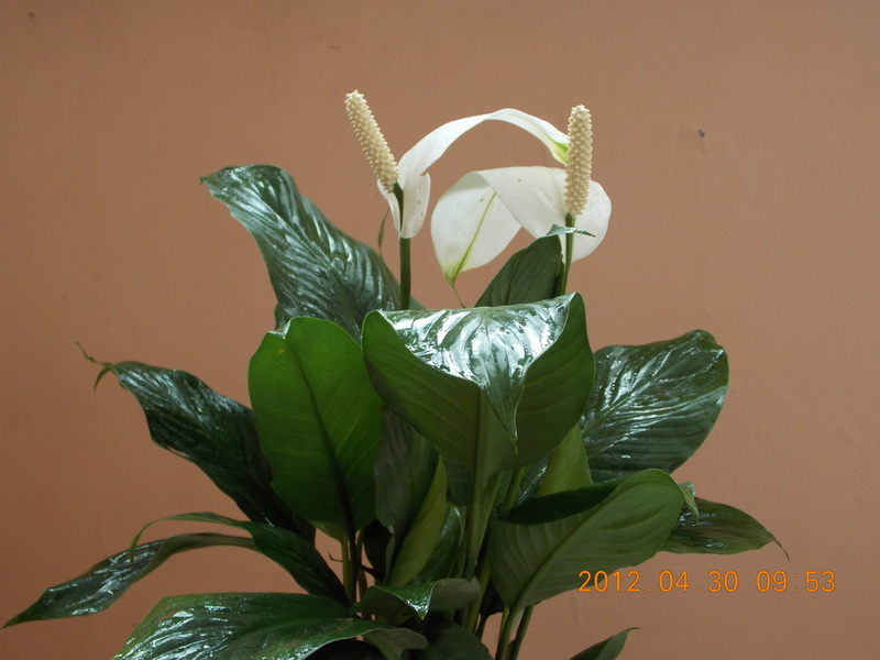 DSCN0080.jpg