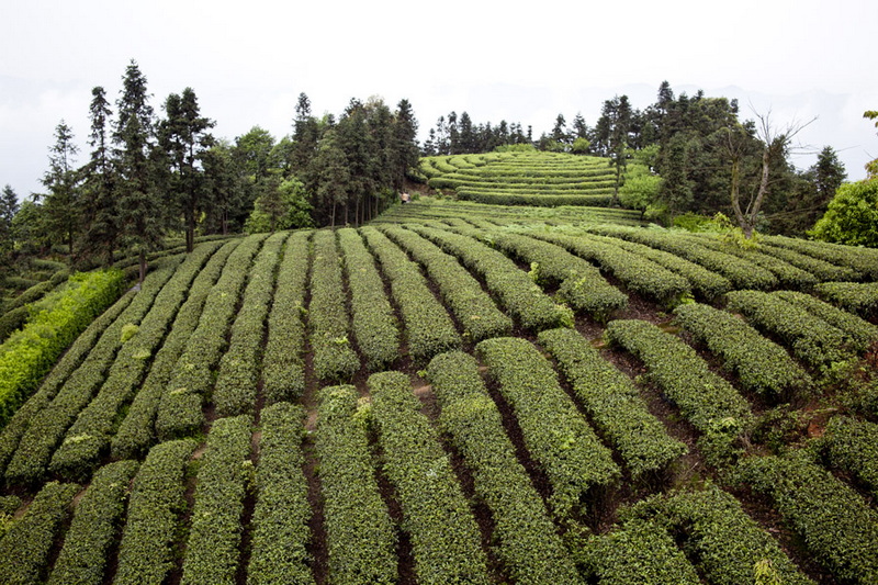 茶山