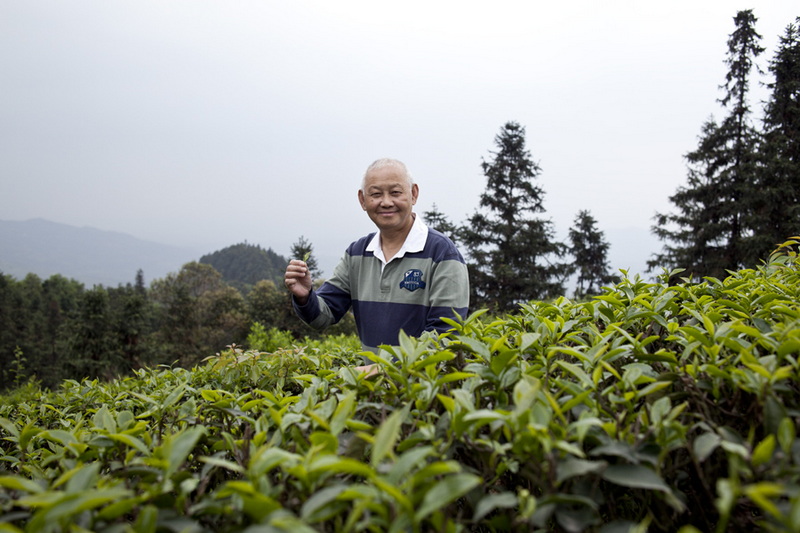 采嫩茶