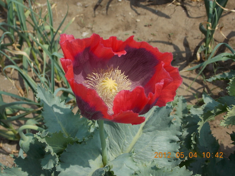 DSCN0144.jpg