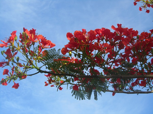 凤凰花开