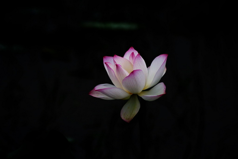 _MG_3256.jpg