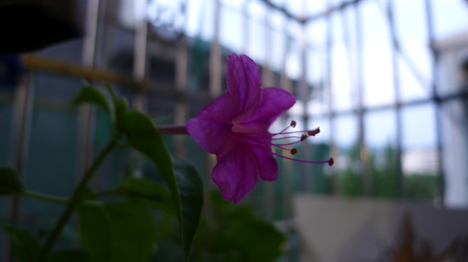 紫茉莉。