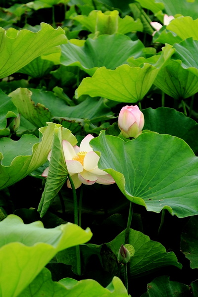 IMG_0012缩.jpg