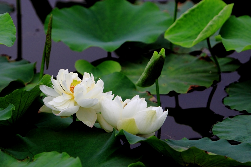 IMG_0018缩.jpg