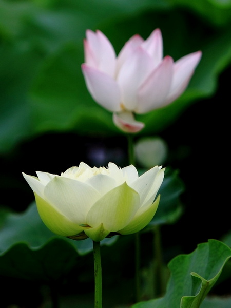 IMG_0029缩.jpg