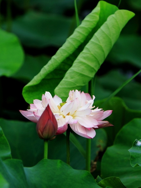 IMG_0031缩.jpg
