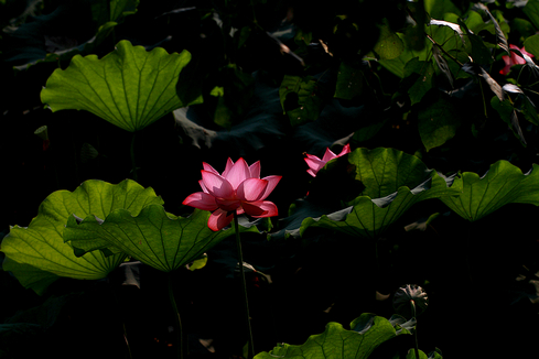 DPP_1377.jpg