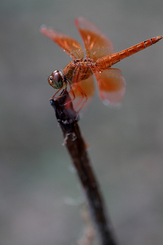 DPP_1391.jpg