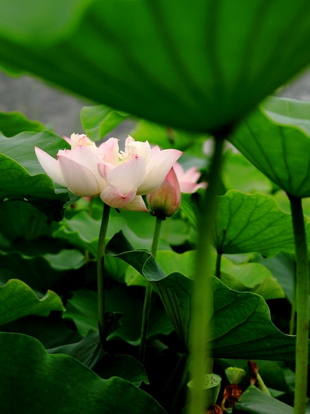 IMG_0055缩.jpg