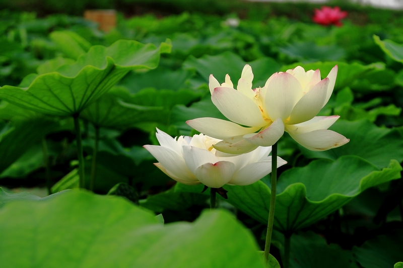 IMG_0085缩.jpg