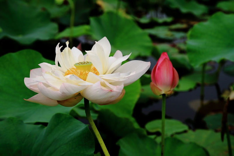 IMG_0089缩.jpg