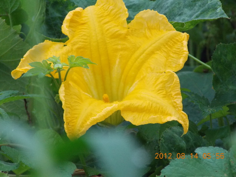 DSCN0508.jpg