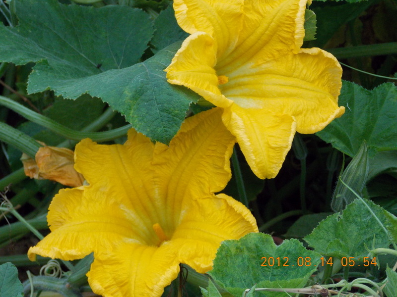 DSCN0506.jpg