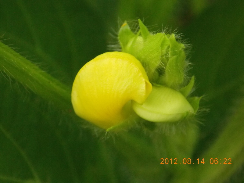 DSCN0527.jpg