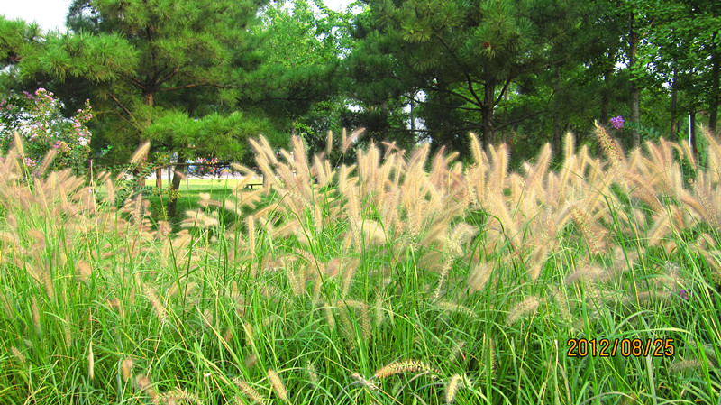 IMG_2809_副本.jpg