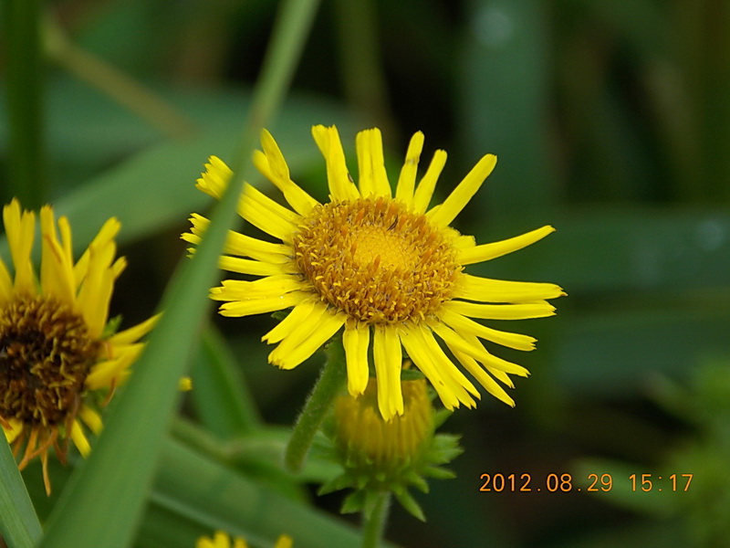 DSCN0556-1.jpg