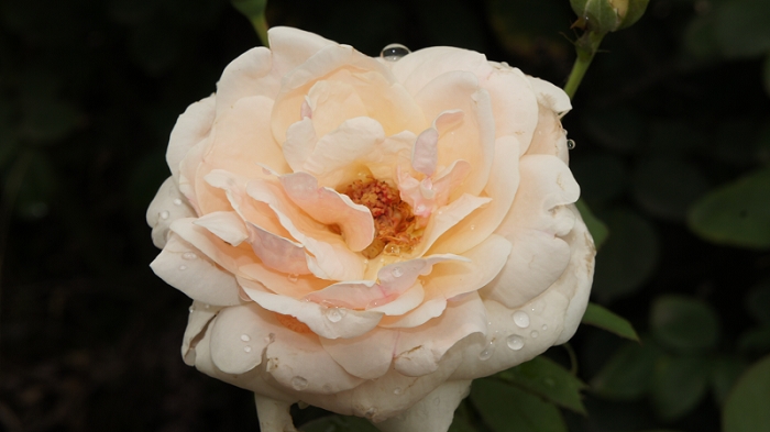 DSC05751.jpg