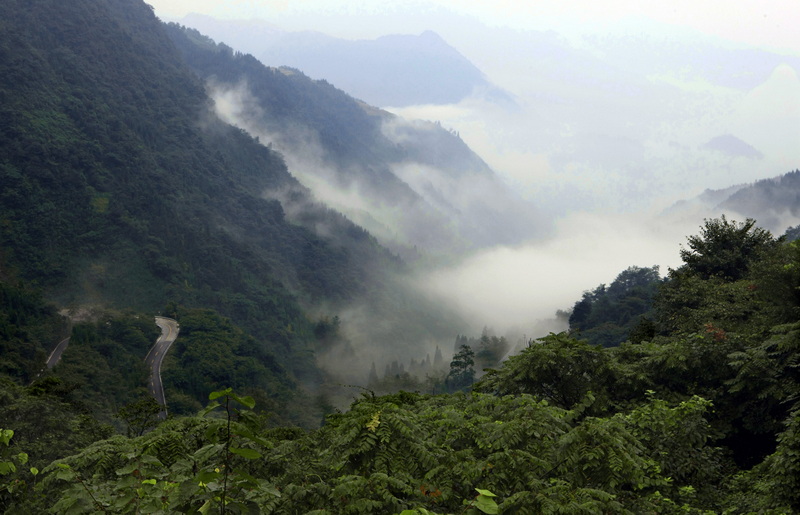 雾霭山葱.jpg
