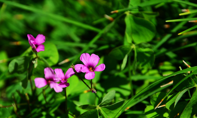 DSC_0070.jpg