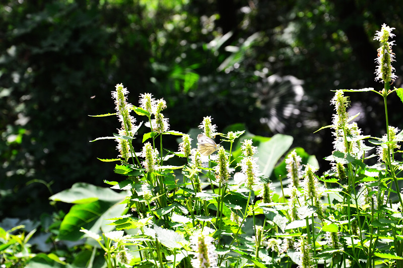 DSC_0130.jpg